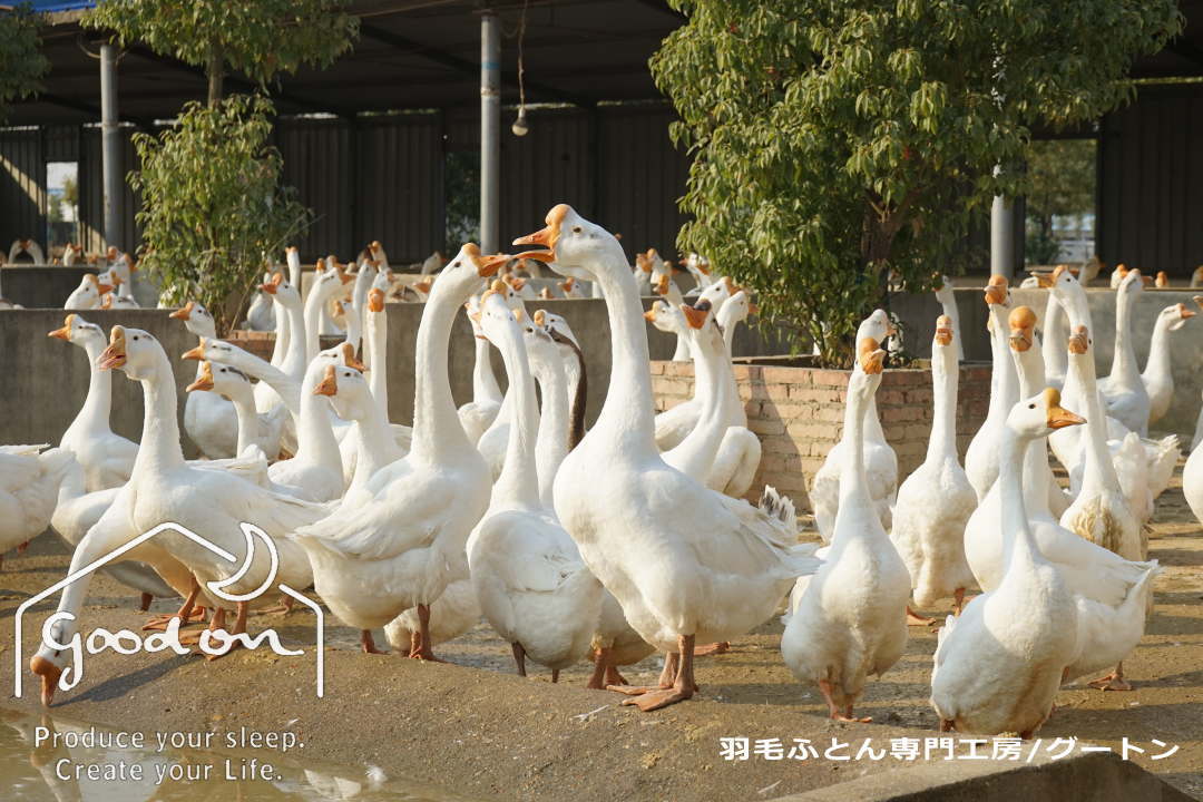 水鳥から採取される羽毛の種類はアイダーダック、マザーグース